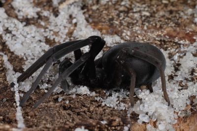 5x Sahastata nigra (Desert Burrowing Spider)