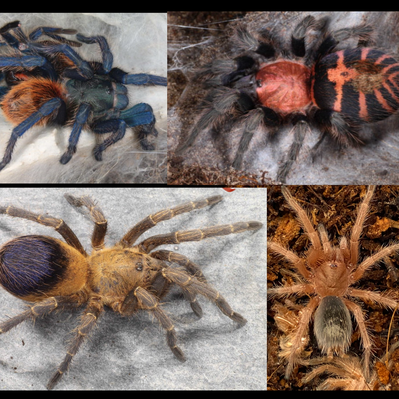 4x Terrestrial Tarantula Bundle