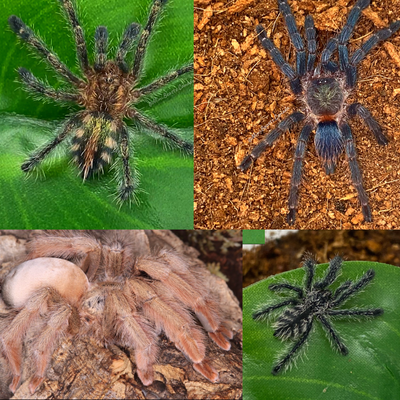 4x Arboreal Tarantula Bundle