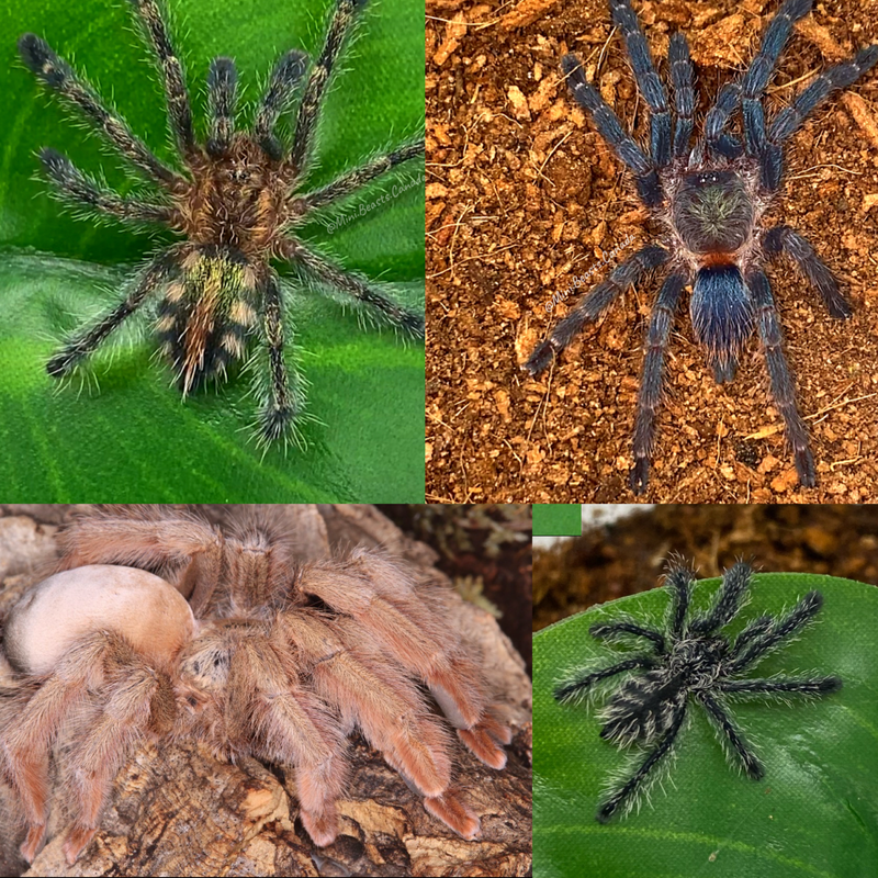 4x Arboreal Tarantula Bundle