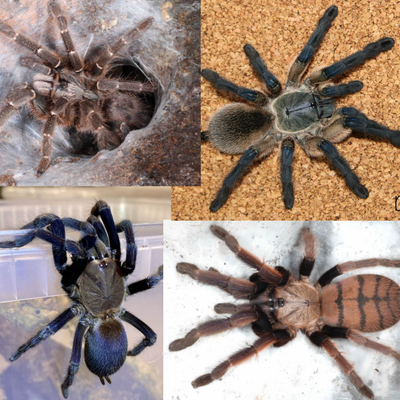 4x Fossorial Tarantula Bundle