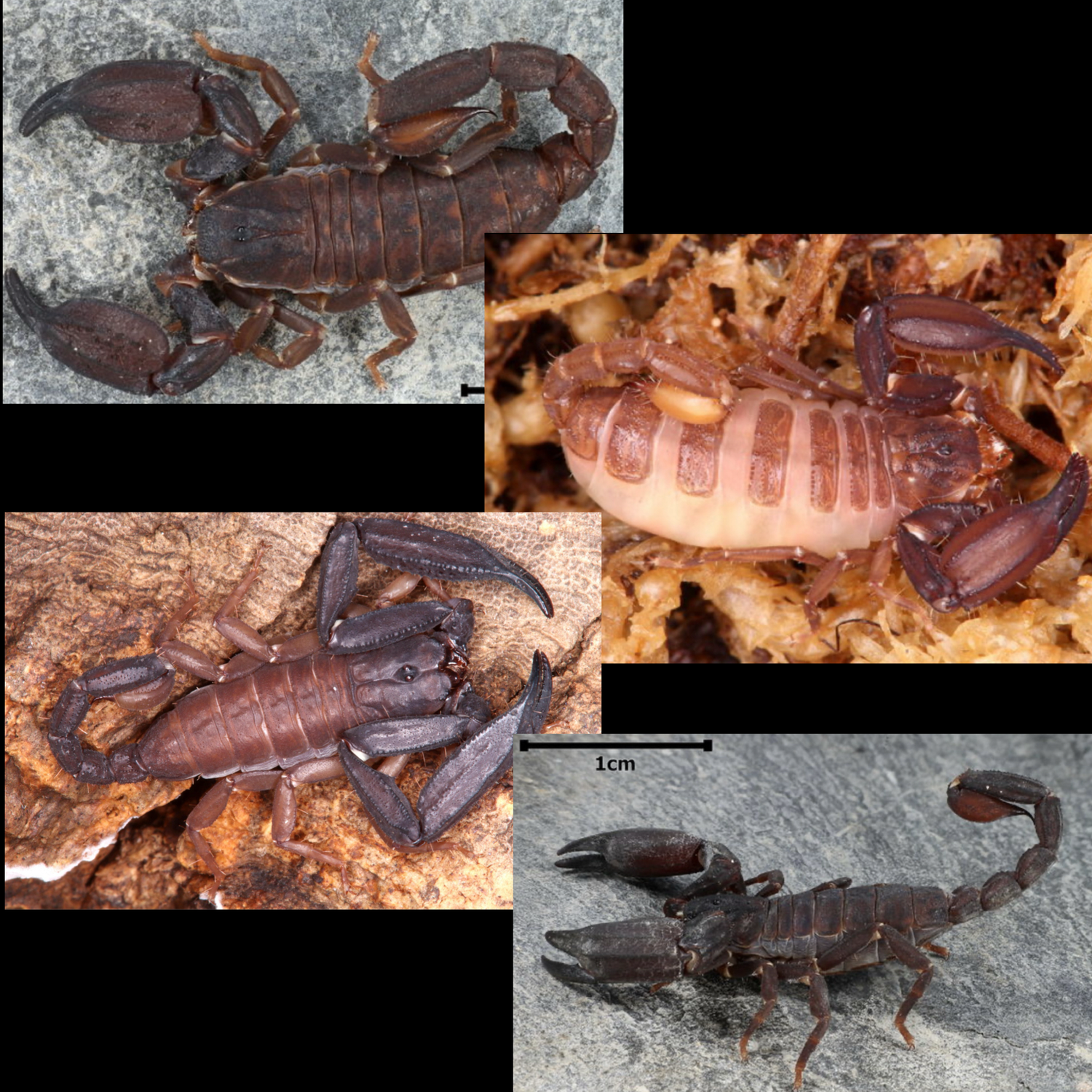 4x Humid Scorpion Bundle