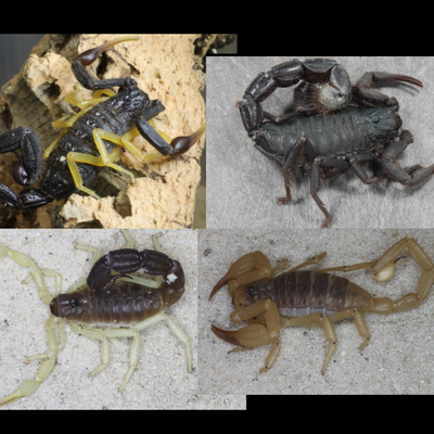 4x Arid Scorpion Bundle