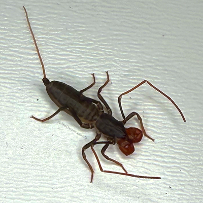 Mastigoproctus giganteus (Giant Vinegaroon)