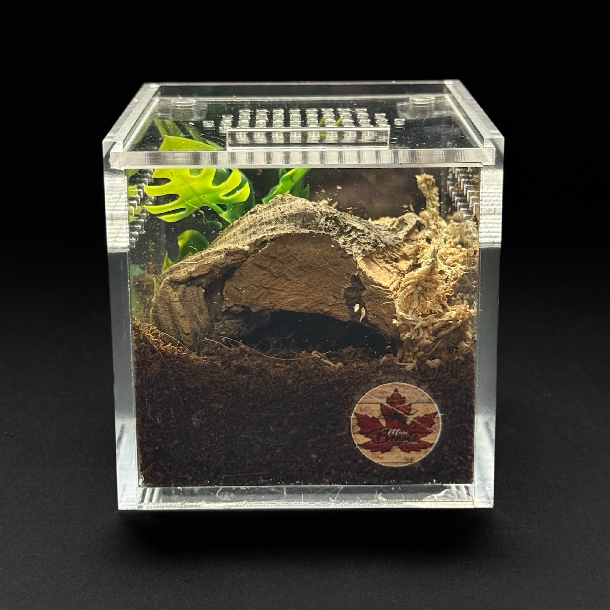6x4x4” Mini Beasts Canada Terrestrial Sling Enclosure