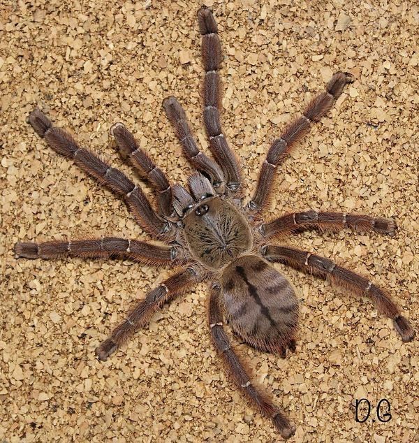 Aspinochilus rufus (Peach Earth Tiger Tarantula)