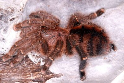 Avicularia minatrix (Venezuelan Redstripe Pinktoe Tarantula)