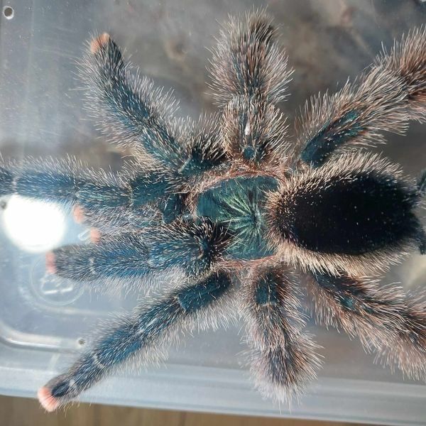 Avicularia Sp. ‘Para’ (Pinktoe Tarantula)