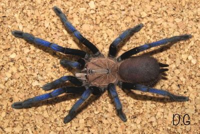Birupes simoroxigorum (Bornean Neon Blue Leg Tarantula)