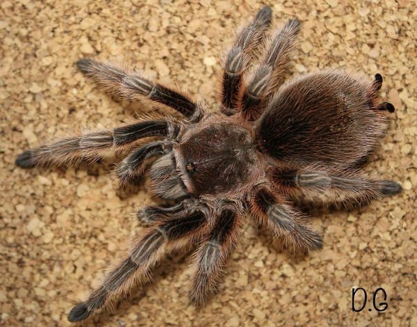 Grammostola rosea “RCF” (Rose Hair Tarantula)