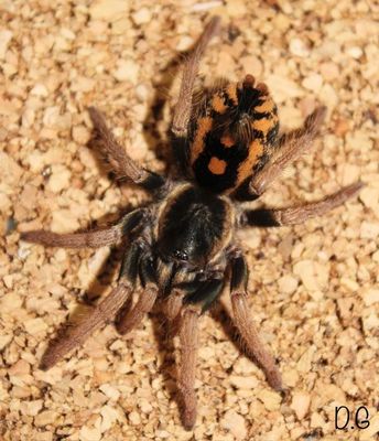 Hapalopus guerreroi (Speckle Patch Guerrilla Tarantula)