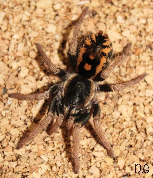 Hapalopus guerreroi (Speckle Patch Guerrilla Tarantula)