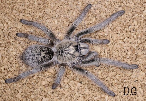 Harpactira dictator (Dictator Baboon Tarantula)