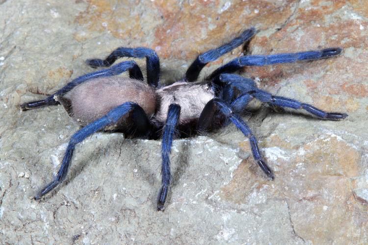 Ischnocolus jickelii ‘Blue’ (Dhofar Blue Tarantula)