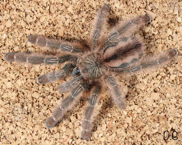 Iridopelma hirsutum (Amazon Ribbed Tarantula)