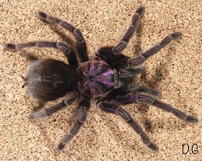 Phormictopus Sp. Dominican Purple (Purple Beauty Bird-eater Tarantula)