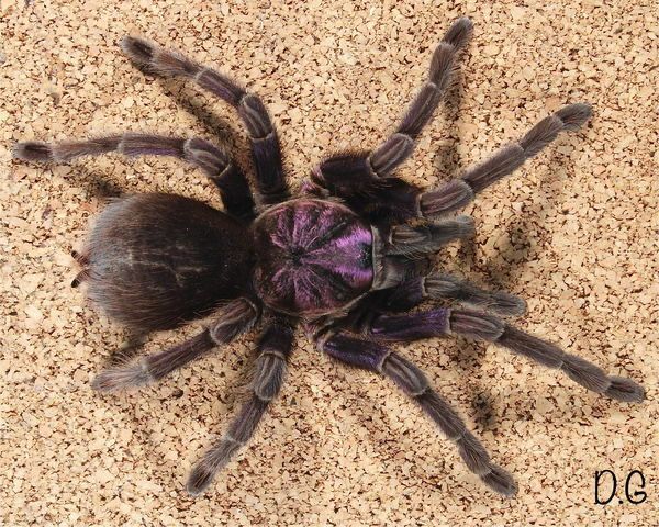 Phormictopus Sp. Dominican Purple (Purple Beauty Bird-eater Tarantula)