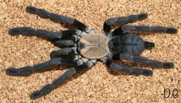 Phormingochilus hatihati (Sulawesi Violet Tarantula)