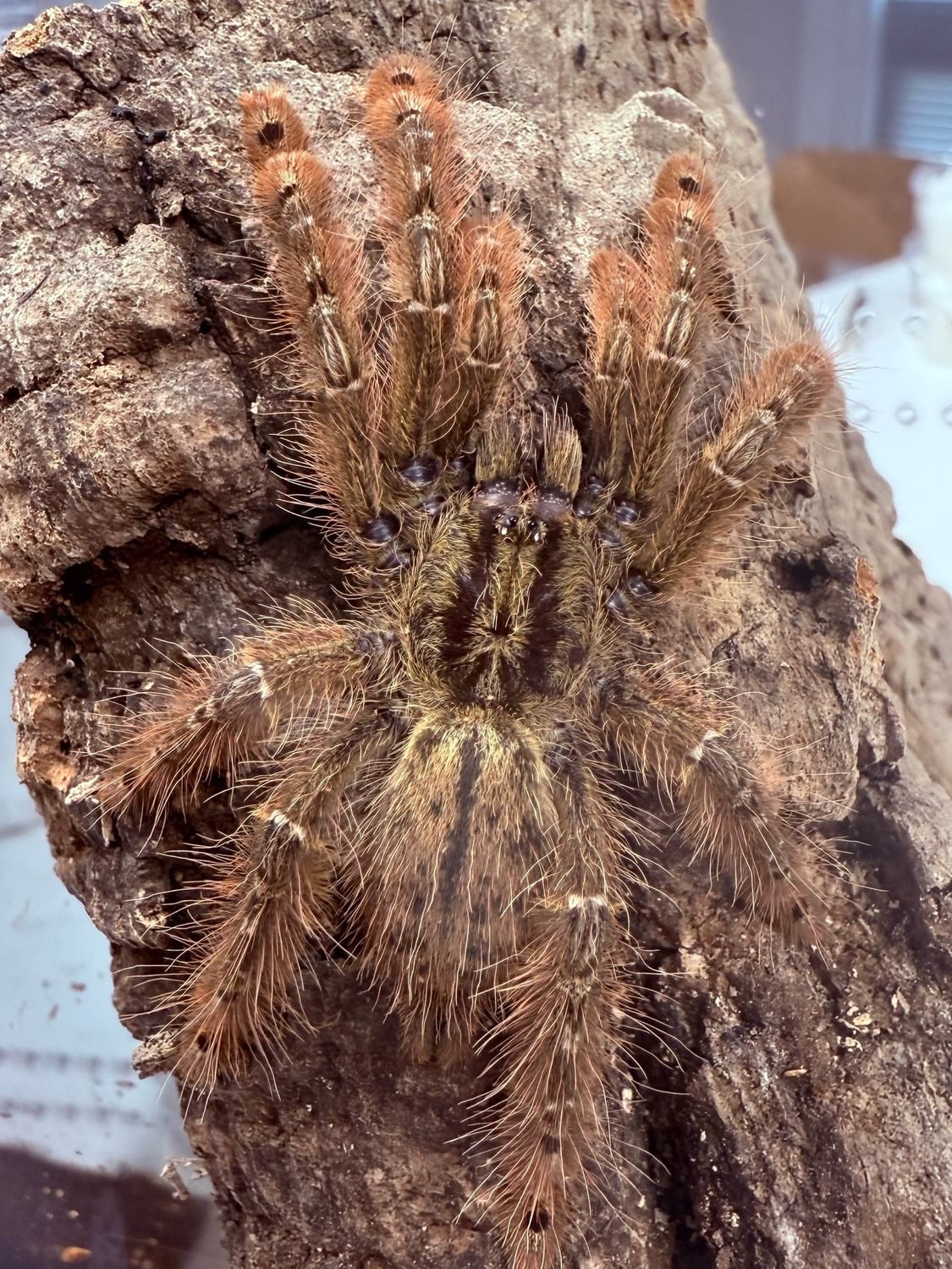 Stromatopelma calceatum (Feather Leg Baboon Tarantula)