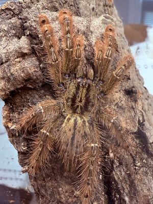 Stromatopelma calceatum (Feather Leg Baboon Tarantula)