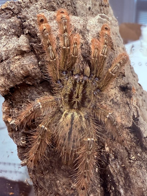 Stromatopelma calceatum (Feather Leg Baboon Tarantula)