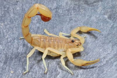 Hottentotta flavidulus (Pakistan Red Scorpion)