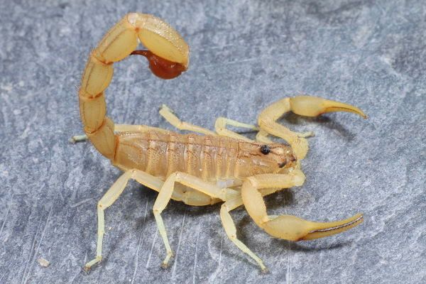 Hottentotta flavidulus (Pakistan Red Scorpion)