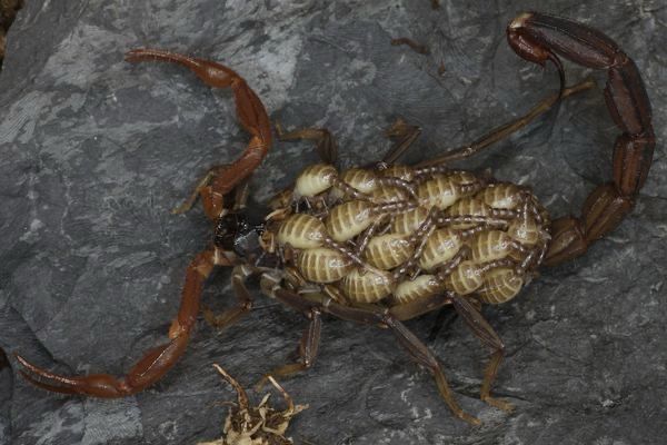 Janalychas tricarinatus (Red Marbled Scorpion)