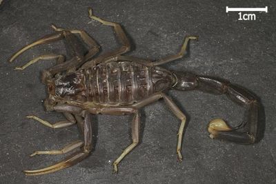 Leiurus jordanensis (Black Death Stalker Scorpion)