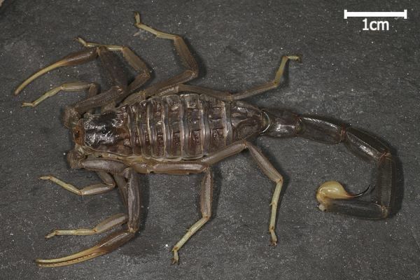Leiurus jordanensis (Black Death Stalker Scorpion)