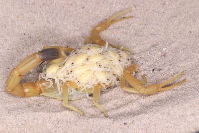 Leiurus quinquestriatus (Death Stalker Scorpion)