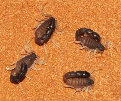 Orthochirus fuscipes (Pillar-tailed Scorpion)