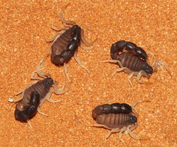 Orthochirus fuscipes (Pillar-tailed Scorpion)