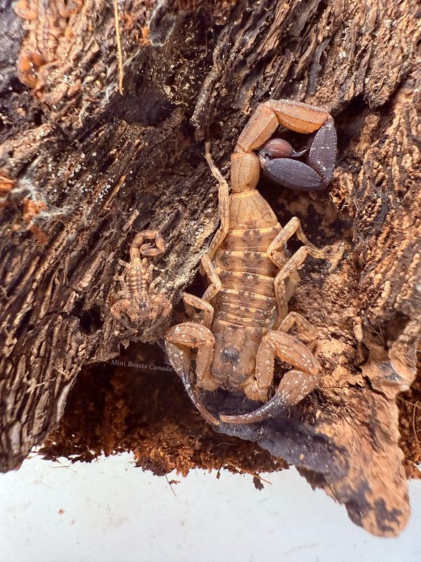 Tityus smithii (Thick Tailed Scorpion)