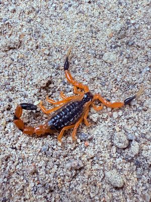 Uroplectes fischeri (Fischers Lesser Thick-tail Scorpion)