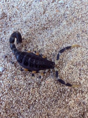 Uroplectes olivaceus (Olive Lesser Thick-tail Scorpion)