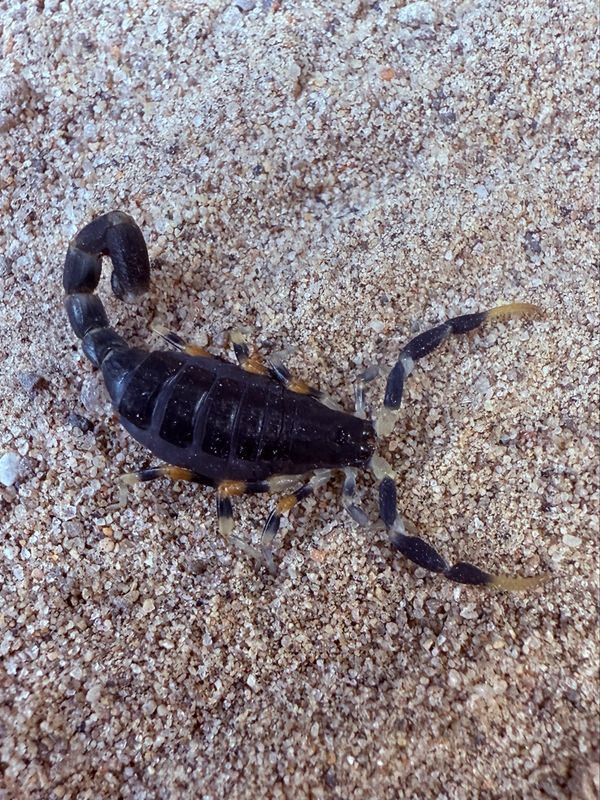 Uroplectes olivaceus (Olive Lesser Thick-tail Scorpion)