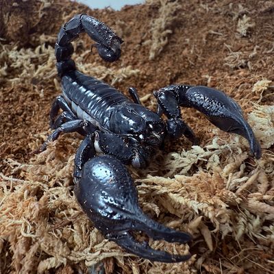 Heterometrus silenus (Malaysian Forest Scorpion)