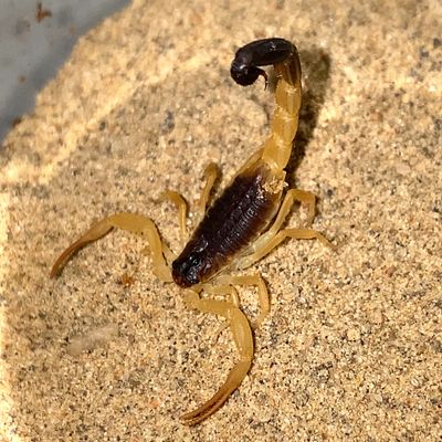 Hottentotta salei (Black Tailed Alligator Back Scorpion)