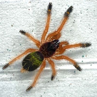 Ephebopus cyanognathus (Blue Fang Tarantula)