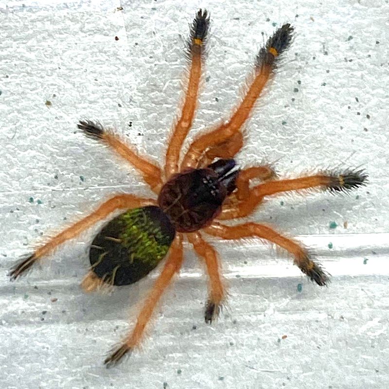 Ephebopus cyanognathus (Blue Fang Tarantula)