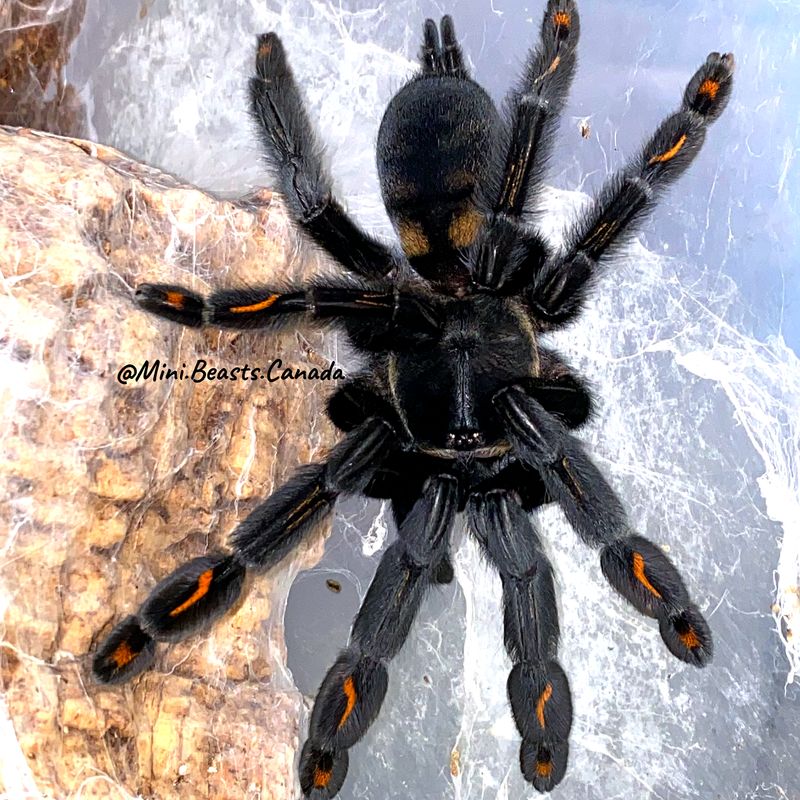 Psalmopoeus irminia (Venezuelan Suntiger Tarantula)
