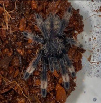 Psalmopoeus cambridgei (Trinidad Chevron Tarantula)