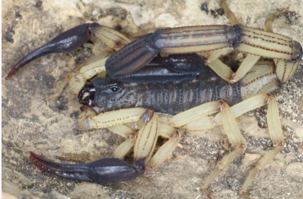 Centruroides bicolor (Two Tone Bark Scorpion)