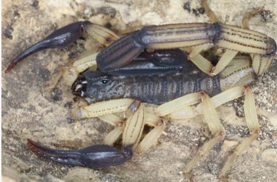 Centruroides bicolor (Two Tone Bark Scorpion)