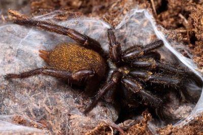 Fufius lanicius (Wafer Trapdoor Spider)