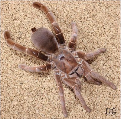 Pelinobius muticus (King Baboon Tarantula)