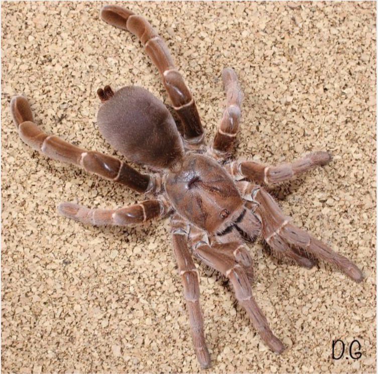 Pelinobius muticus (King Baboon Tarantula)