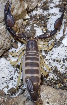 Diplocentrus ochoterenai Scorpion