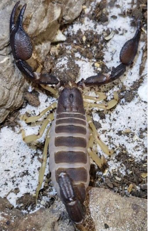 Diplocentrus ochoterenai Scorpion